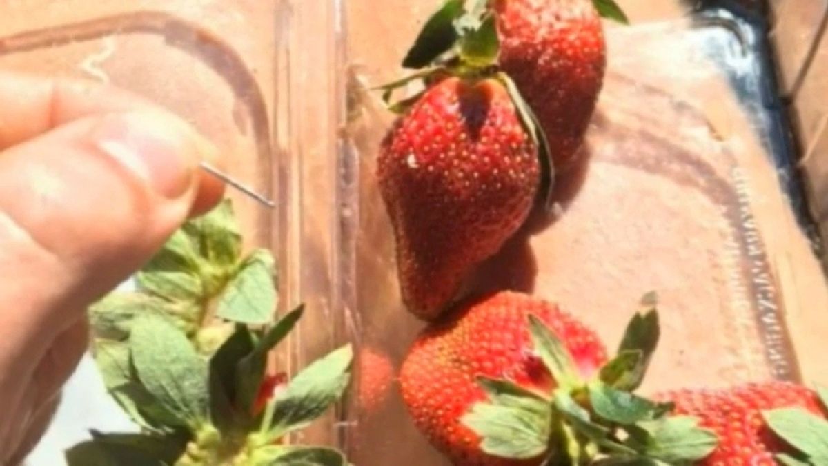 Australie : des fraises très piquantes