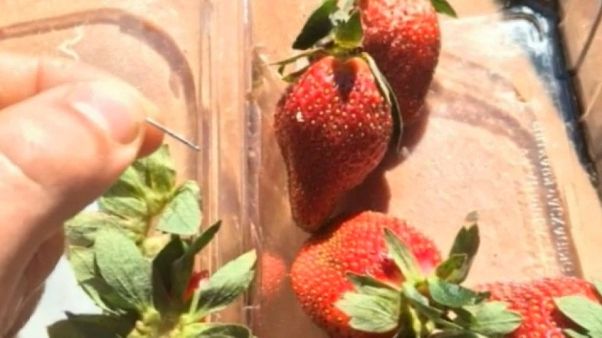 Australie : des fraises très piquantes Australie : des fraises très piquantes