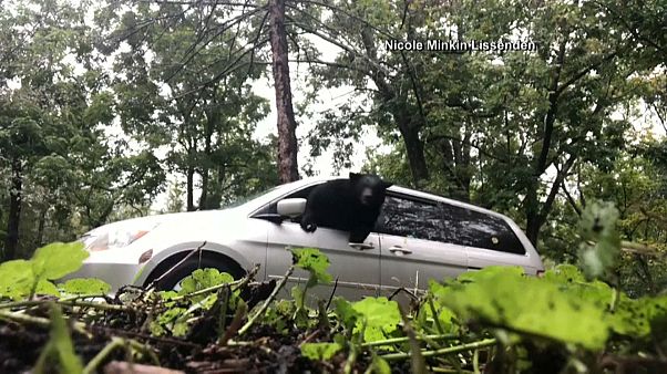 Un oso queda atrapado dentro de un coche en EEUU Un oso queda atrapado dentro de un coche en EEUU