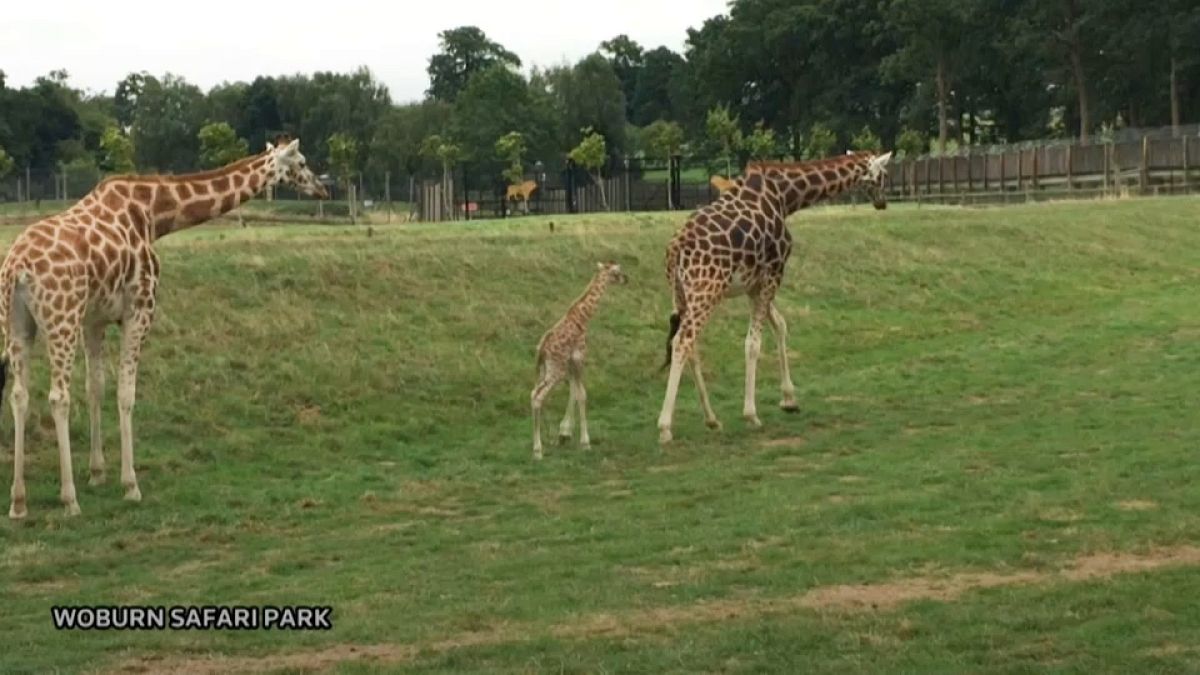 Rare Rothschild giraffe calf born at Woburn Safari Park