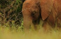 Au Kenya, l'orphelinat des éléphants