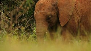 Au Kenya, l'orphelinat des éléphants