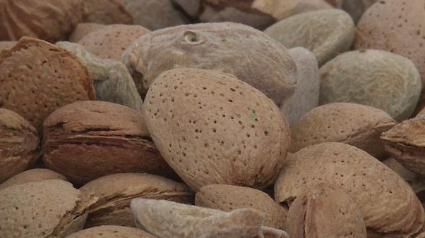 En Espagne, le boom de l'amande En Espagne, le boom de l'amande