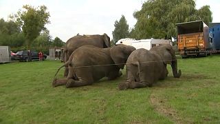 فيديو: التقاعد ليس للبشر فقط.. قانون جديد يحيل فيلة سيرك دنماركي للتقاعد