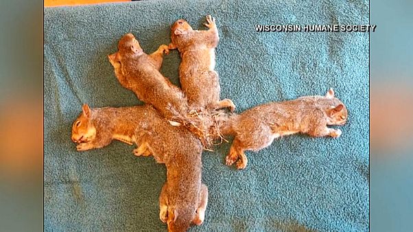 Ловушка из хвостов: как спасали бельчат Ловушка из хвостов: как спасали бельчат