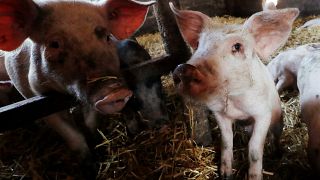 Belgique : l'inquiétude des éleveurs de porcs