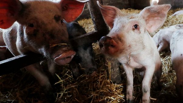 Belgique : l'inquiétude des éleveurs de porcs Belgique : l'inquiétude des éleveurs de porcs