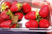 Avustralya'da iğneli çilek krizi: Bir çocuk şaka amaçlı yaptığını itiraf etti