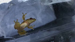 Saving a species: efforts to revive Pickersgill Reed Frog numbers