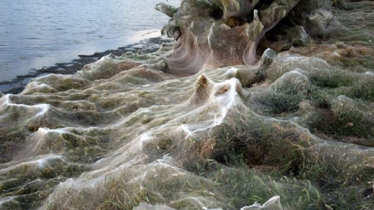 In pictures: Eerie spiderweb covers entire shoreline in Greece