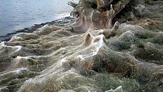 In pictures: Eerie spiderweb covers entire shoreline in Greece