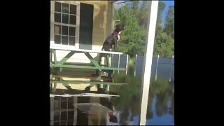 شاهد : متطوع ينقذ الكلاب العالقة في مياه إعصار "فلورنس"