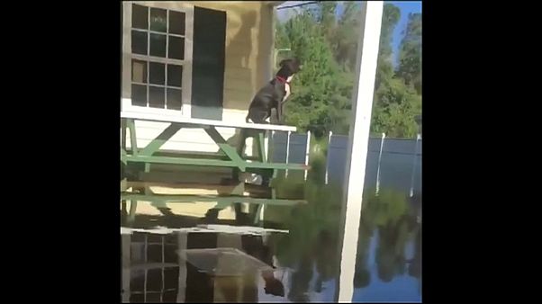 O homem que salva cães após o Florence O homem que salva cães após o Florence