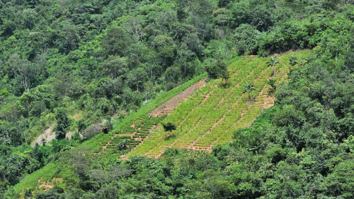 A coca plantation