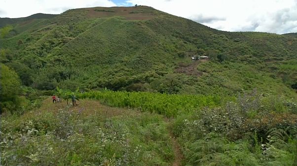 Récord de cultivo de coca en Colombia Récord de cultivo de coca en Colombia