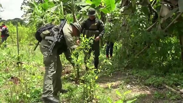 Aumento recorde da produção de coca na Colômbia Aumento recorde da produção de coca na Colômbia