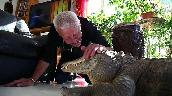 O melhor amigo do homem é o jacaré O melhor amigo do homem é o jacaré