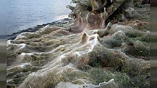 300-Meter-Spinnweben verhüllen Küste in Griechenland - Fotos