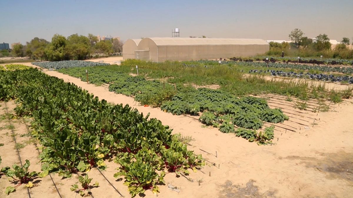 How do you grow vegetables in the desert?