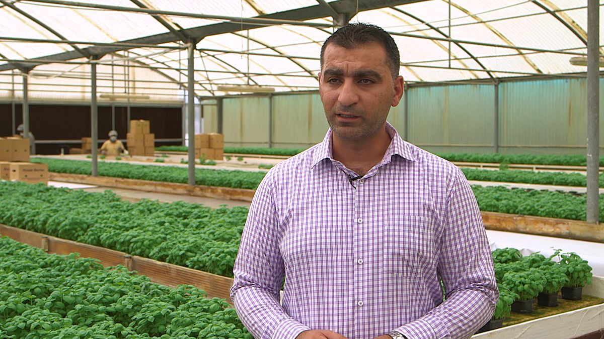 How do you grow vegetables in the desert? Euronews
