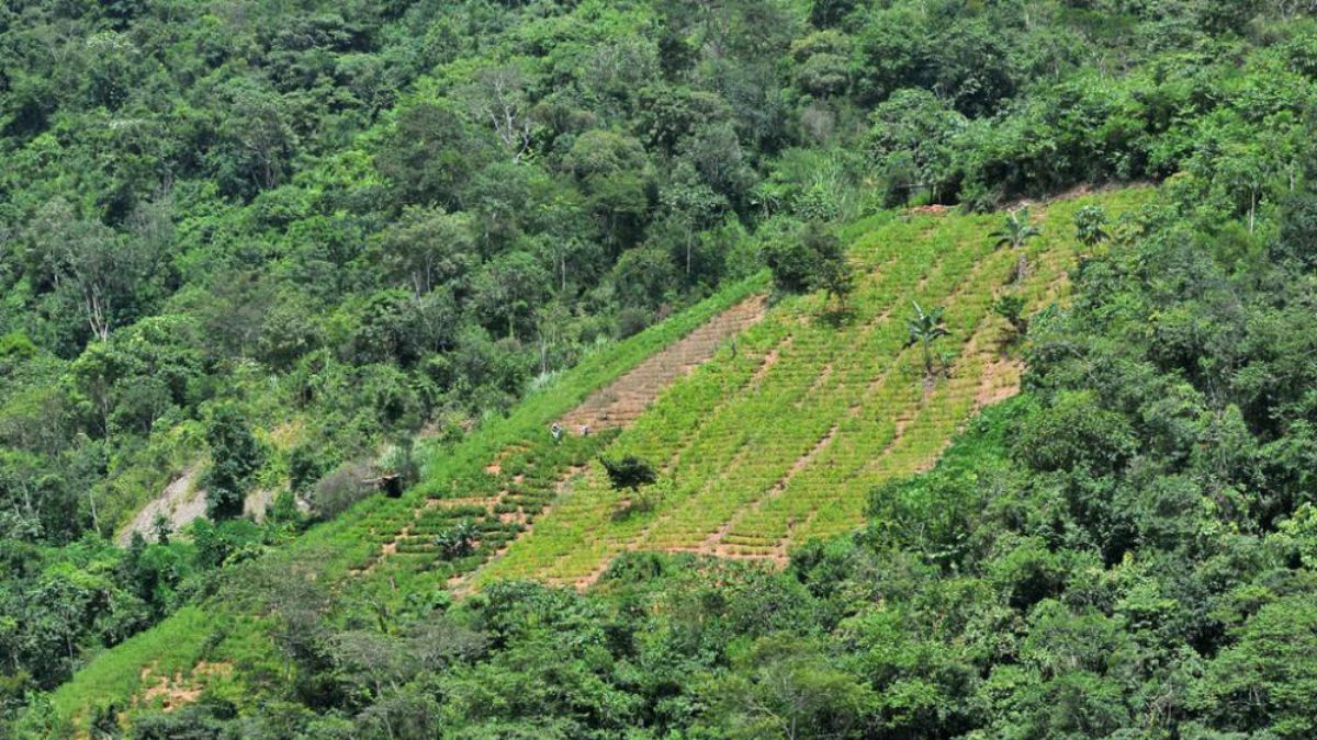 تولید کوکائين درکلمبیا به بیشترین میزان در طول تاریخ رسید