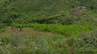 زراعة الكوكايين الكولومبية تحقق رقماً قياسياً بقيمة 2.7 مليار دولار