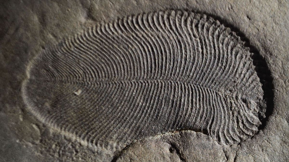 A fossil of a Dickinsonia.