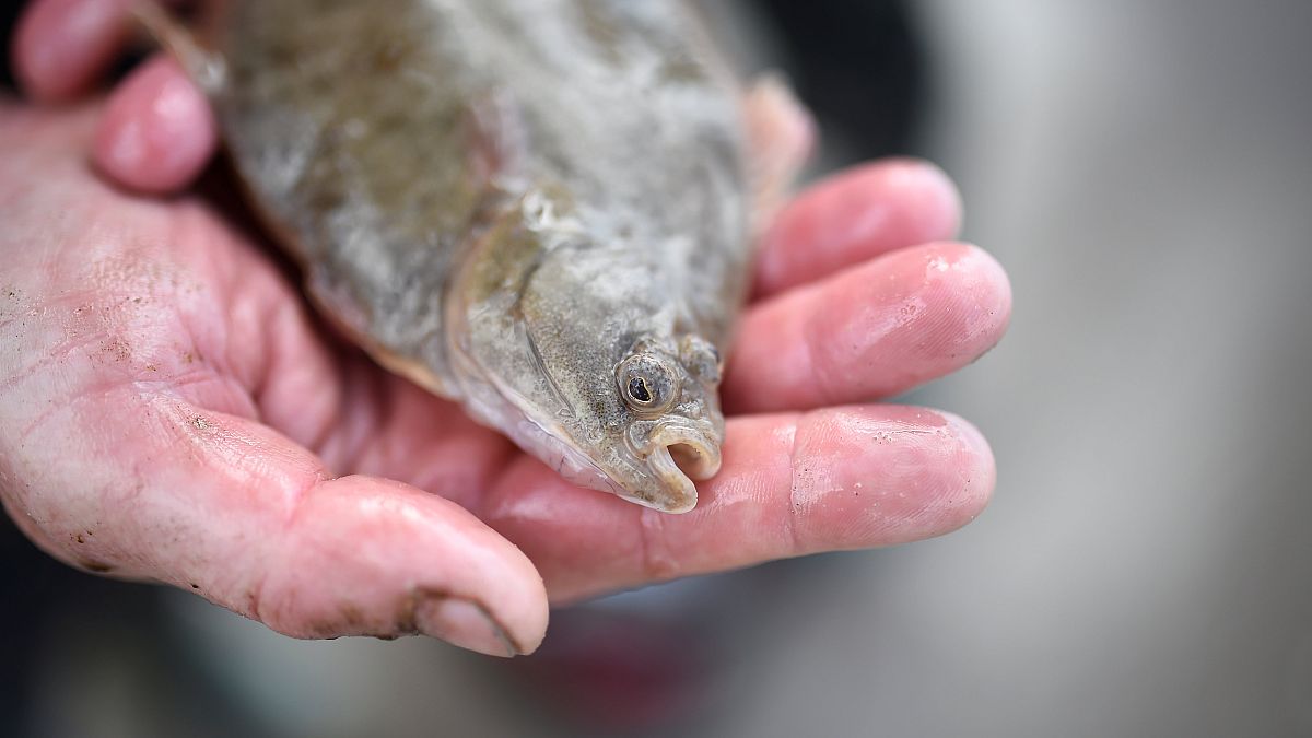 Fish eaters beware! European report warns of mercury threat