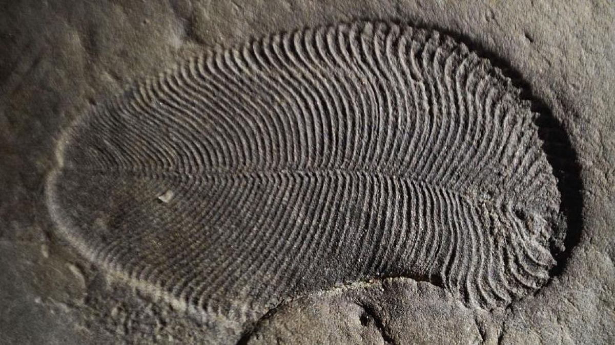 Forscher entdecken ältestes Tier der Welt: Dickinsonia, 558 Mio. Jahre alt