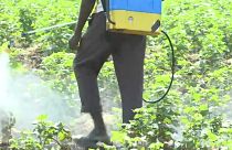 India: il pesticida "mortale"