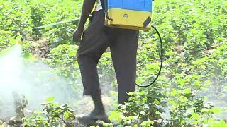 India: il pesticida "mortale"