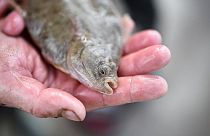 Fisch-Esser aufgepasst! EU-Bericht warnt vor Quecksilber-Gefahr