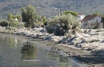 شاهد : شباك العناكب يغطي الأشجار والقوارب في بلدة يونانية