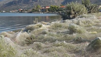 Yunan sahilinde 300 metrelik örümcek ağı