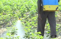 Inde : alerte aux pesticides mortels 