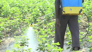 Inde : alerte aux pesticides mortels