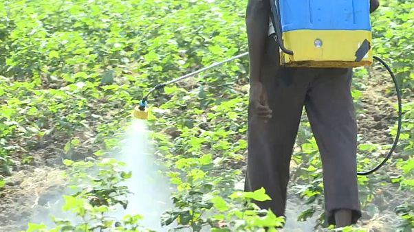 Inde : alerte aux pesticides mortels Inde : alerte aux pesticides mortels