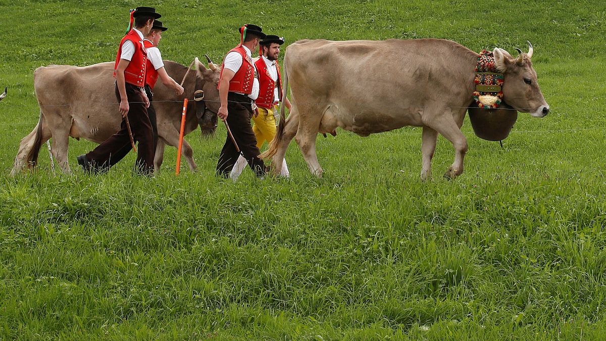 Geleneksel kiyafetleriyle inek otlatan İsviçreli çiftçiler