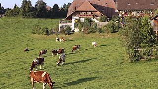 Swiss voters reject more aid for farmers