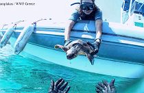 Διάσωση θαλάσσιας χελώνας στη Σύρο