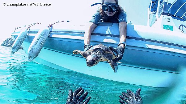 Διάσωση θαλάσσιας χελώνας στη Σύρο Διάσωση θαλάσσιας χελώνας στη Σύρο