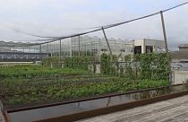Haute cuisine: rooftop farming initiative sprouts in Brussels