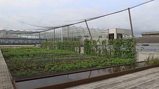 Haute cuisine: rooftop farming initiative sprouts in Brussels