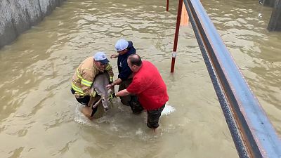 Ein Reh wird von Feuerwehrmännern aus dem Wasser gerettet