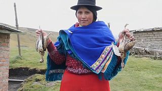 Cientos de aves se ‘suicidan’ en las lagunas de Ozogoche en Ecuador