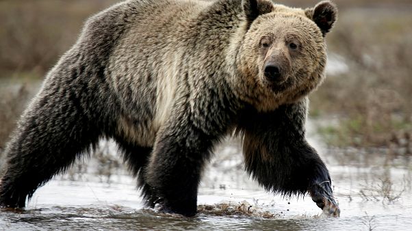 Les Cheyennes sauvent la peau de leurs "frères" grizzlis à Yellowstone Les Cheyennes sauvent la peau de leurs "frères" grizzlis à Yellowstone