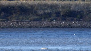 Beluga whale in Thames is 'extremely unusual sighting', says ecologist