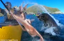Watch: Seal slaps kayaker's face with octopus in New Zealand