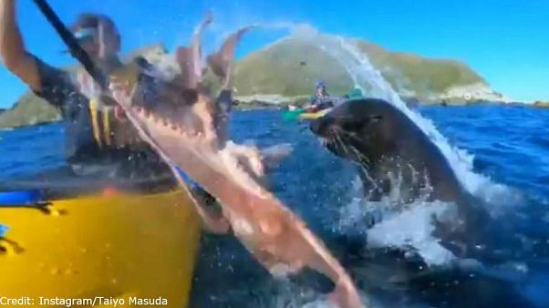 Video: Robbe schleudert Kajakfahrer Oktopus ins Gesicht Video: Robbe schleudert Kajakfahrer Oktopus ins Gesicht