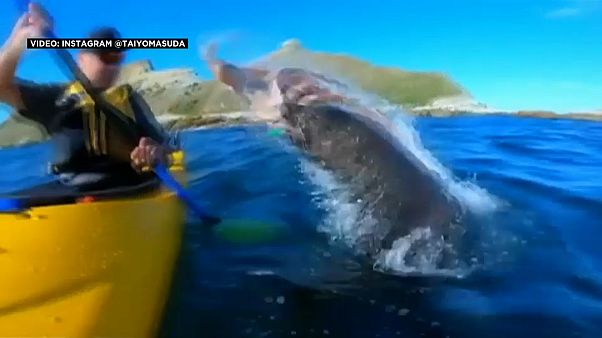 La cara que se te queda cuando una foca te da una bofetada con un pulpo La cara que se te queda cuando una foca te da una bofetada con un pulpo